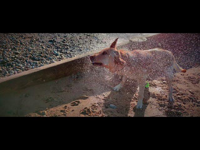 Baileywatch - Samsung Sensor 8k Video Test Footage