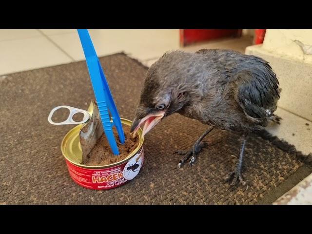 The jackdaw from the Beeline communication salon is friends with us. Biohazard on the legs