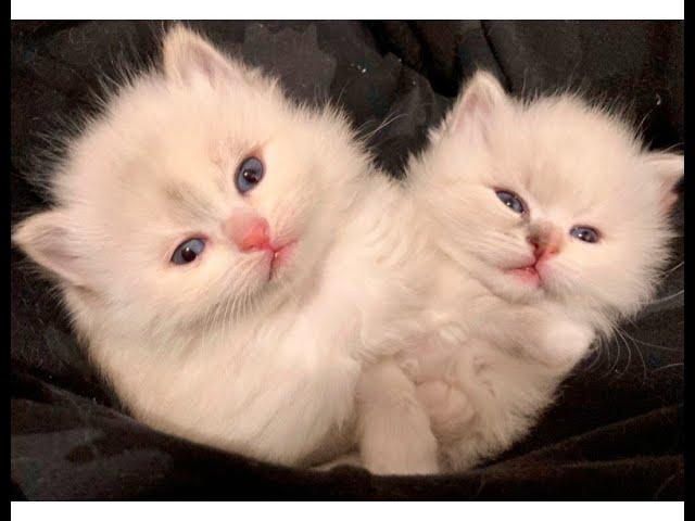 Magic Siberians "Hypoallergenic" kittens & Cats- Luna & Update