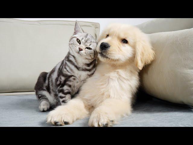 Kitten Instantly Adores Golden Retriever Puppy From First Sight