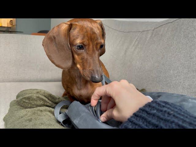 Mini dachshund knows you've been to the pet store