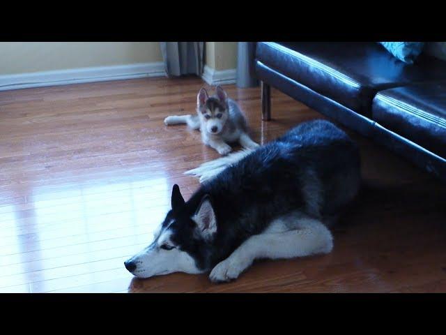 When Laika the Husky was a tiny baby!