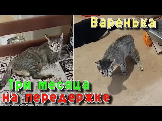 Варенька. Три месяца на передержке.