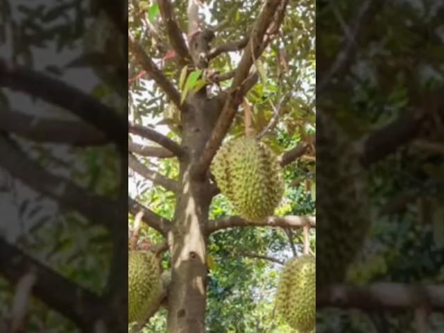 Amazing Giant Jack fruit Farm agriculture