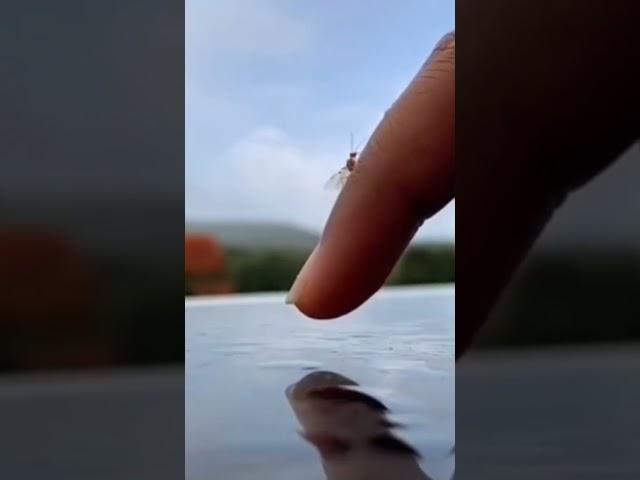 Teri our#help for every one #with love ️#viralvideos #shortsviral #ytstudio#nice for  nature#viral