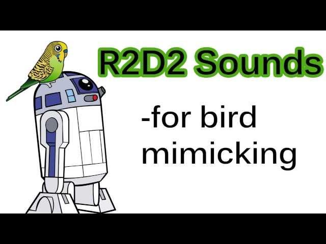 R2D2 Sounds for bird mimicking