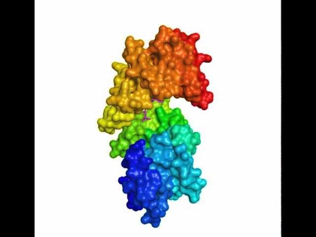 Enormous conformational changes in Rap proteins