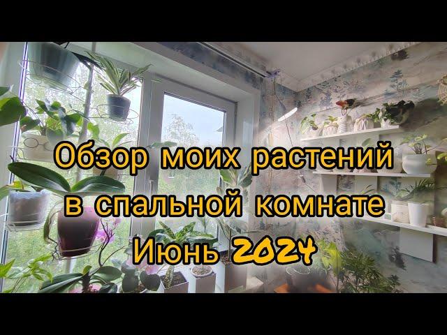 Обзор моих комнатных растений в спальне. Июнь 2024.