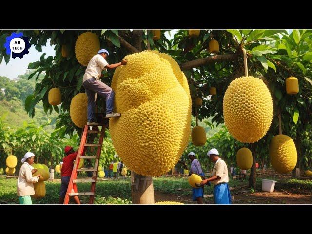 175 Most Satisfying Agriculture Technology ►103 | Harvest and Processing Jackfruit to a New Level