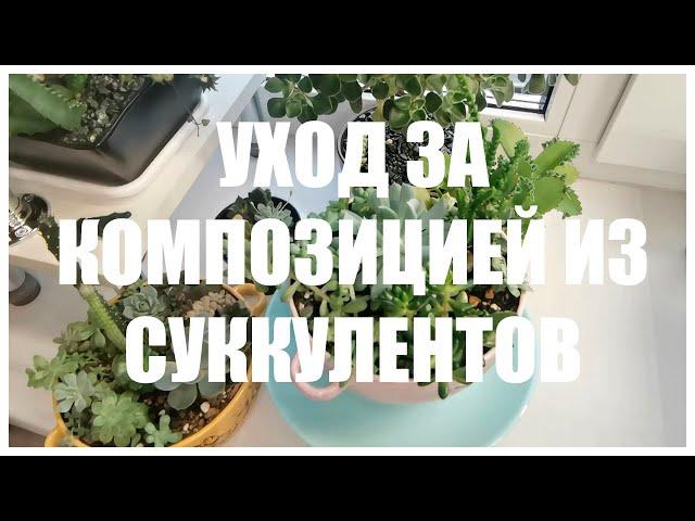 Уход за композицией из Суккулентов