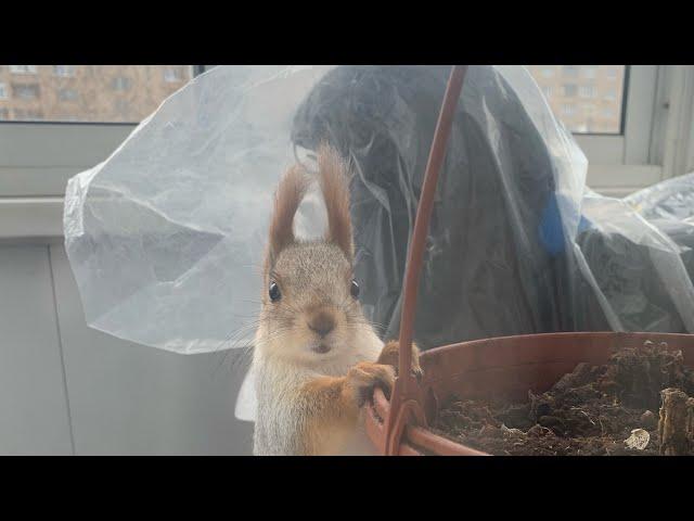 Белка играет с изображением в зеркале#youtubeshorts #funny #squirrel #youtube