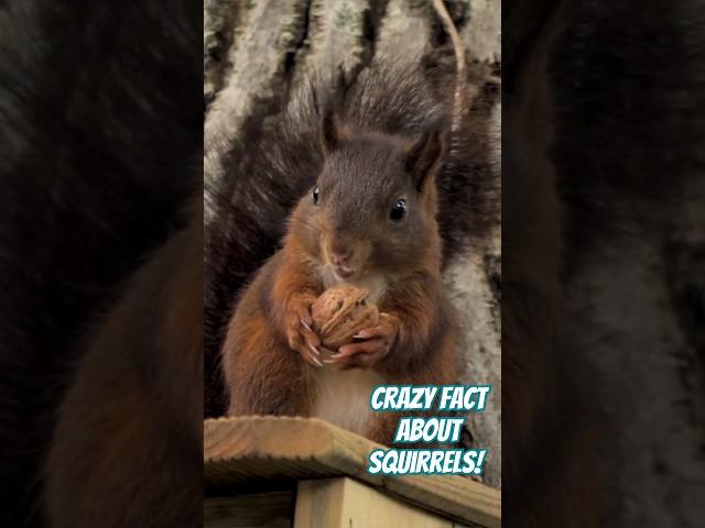 CRAZY FACT about squirrels! #thatsnuts #squirrel #squirrelfact #wildlifefacts