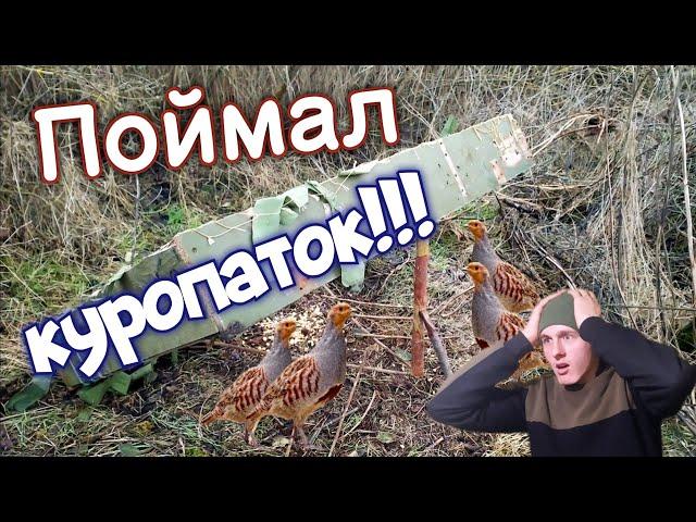 ПОЙМАЛ КУРОПАТОК В ЛОВУШКУ! Охота на фазана и куропатку ловушками