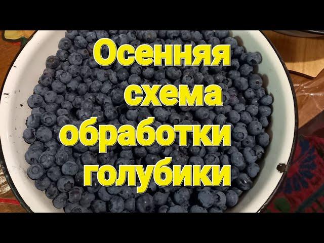 Осенняя схема обработки голубики. Профилактика и лечение.