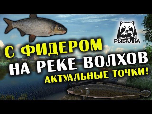 РУССКАЯ РЫБАЛКА 4. Фарм серебра на Волхове. Лещ, Рыбец, Язь и Налим на реке Волхов.