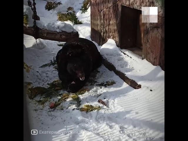 Екатеринбург: медведи вышли из спячки #shorts