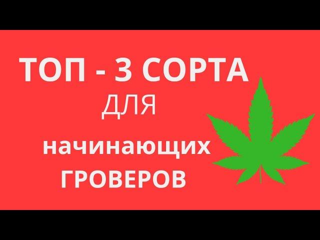 КАКОЙ СОРТ ВЫБРАТЬ ДЛЯ ПЕРВОГО ГРОВА? | СОРТЫ КОНОПЛИ ДЛЯ НАЧИНАЮЩЕГО ГРОВЕРА | КАК ВЫРАСТИТЬ АВТИК?