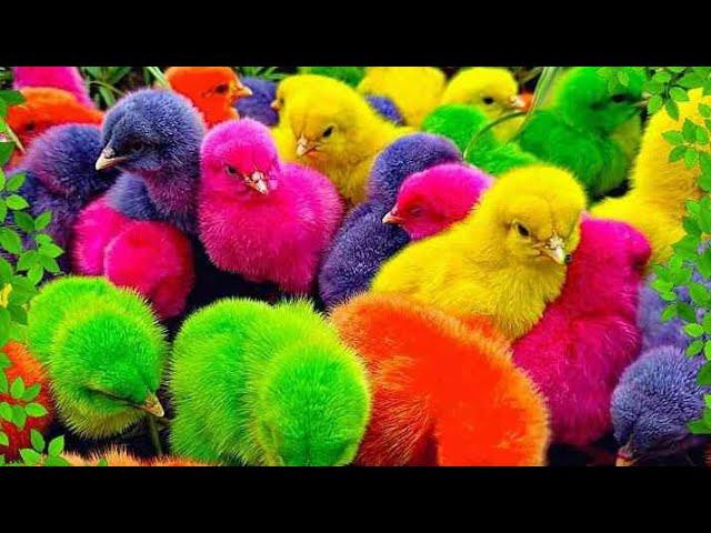 Wadidau‼️Ayam Lucu, ayam warna warni, ayam rainbow, kelinci lucu, bebek lucu, ikan koi, Hewan Lucu