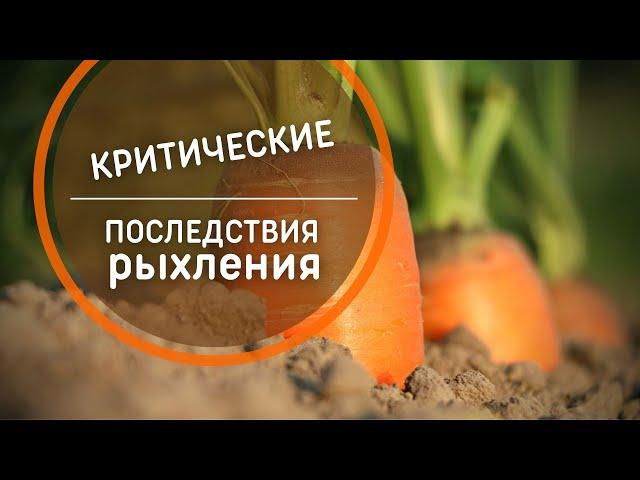 Какие культуры не переносят рыхление. Критические последствия рыхления