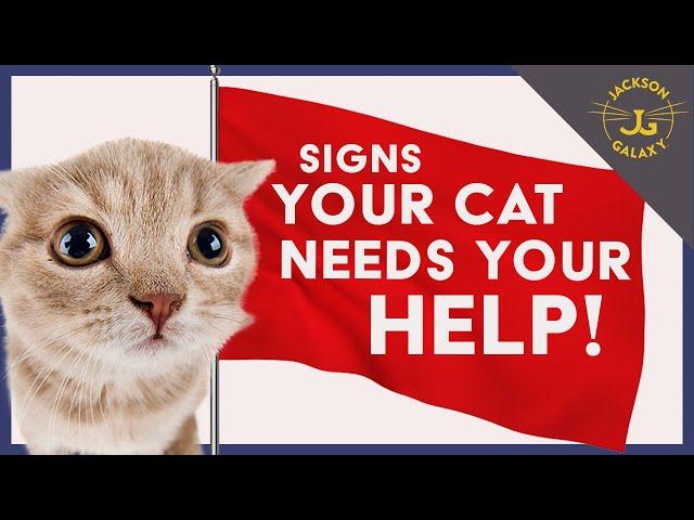 Your Cat is Sending You Warning Signs - Don't Ignore Them!