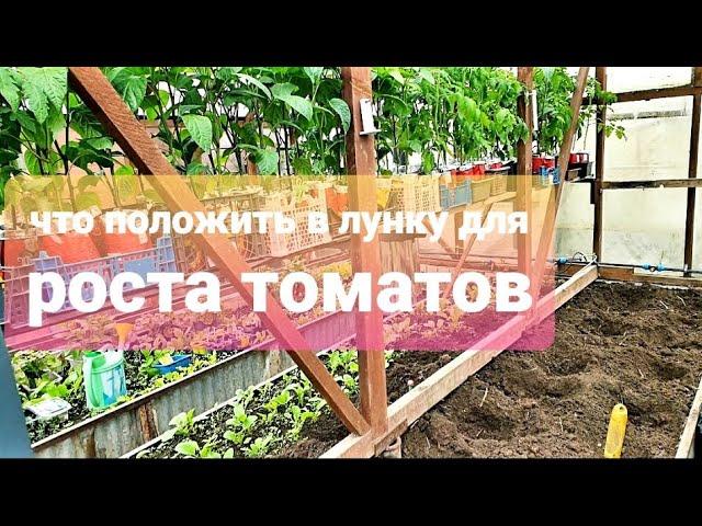 Чем заправить лунку при посадке томатов  Какие удобрения использую и почему