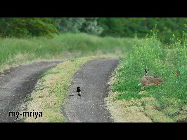 Magpie chasing hares