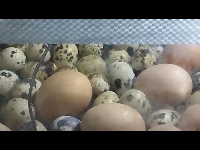 Мой домашний овоскоп, 12 сутки инкубации. Неоплод на просвет.