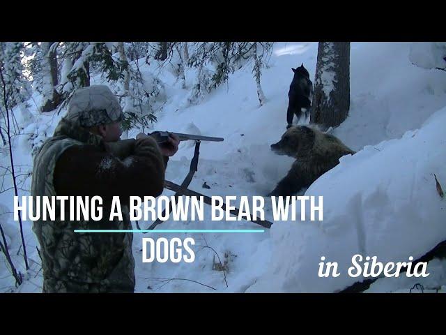 Braun bear hunting. Siberian taiga hunt. Bear's den.