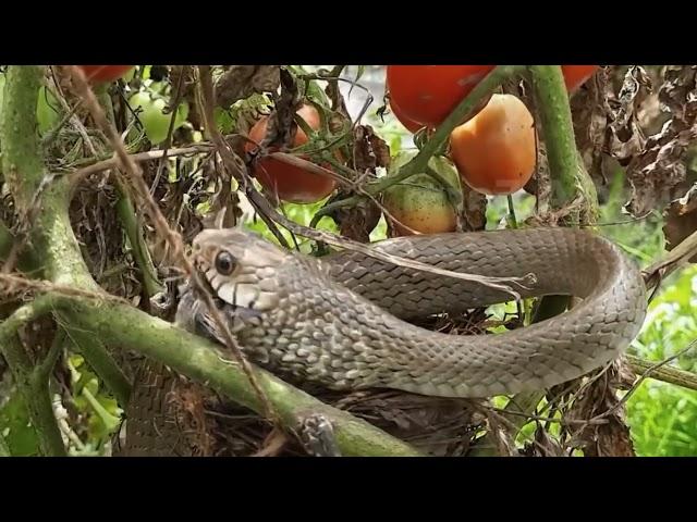 Heartbreaking Tragedy | Mother Bird's Cry for Her Devoured Nestlings