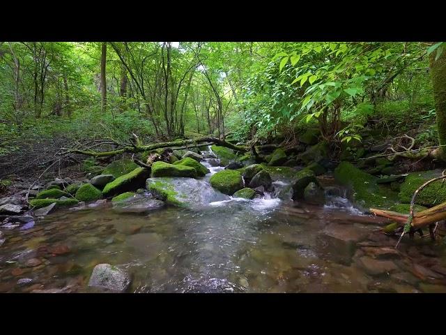 Beautiful Bird Songs, Forest Sounds, Babbling Stream, ASMR