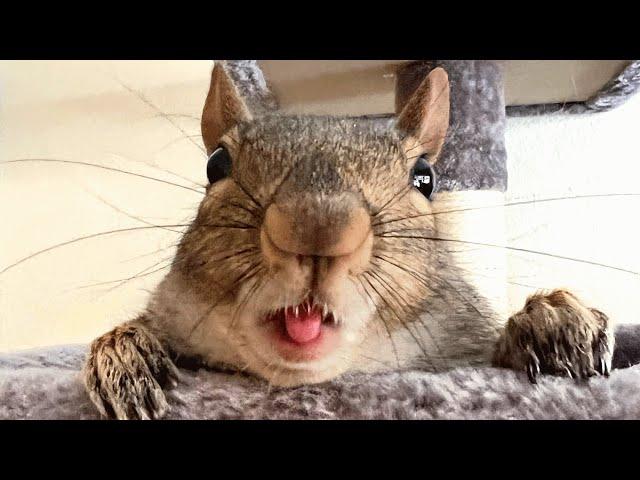 Woman adopts lonely baby squirrel. She returns the favor by chewing everything in house.