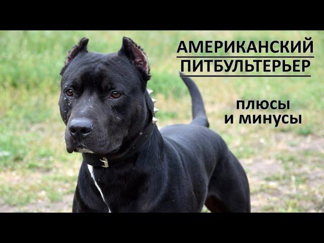 АМЕРИКАНСКИЙ ПИТБУЛЬТЕРЬЕР. Плюсы и минусы породы питбуль AMERICAN PIT BULL TERRIER