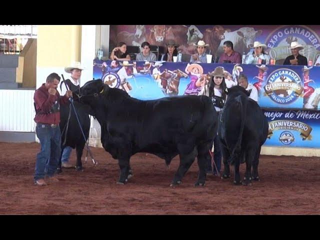 P313 En competencia: El mejor Brangus de Jalisco