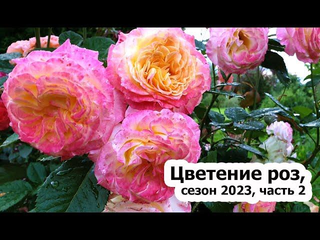 И снова розы цветут: первая волна, сезон 2023 - часть 2 | Цветение 51 сорта роз