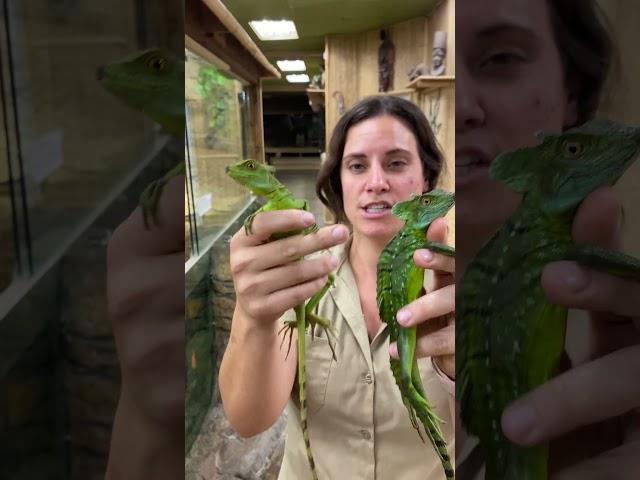 Lizards that run on water!