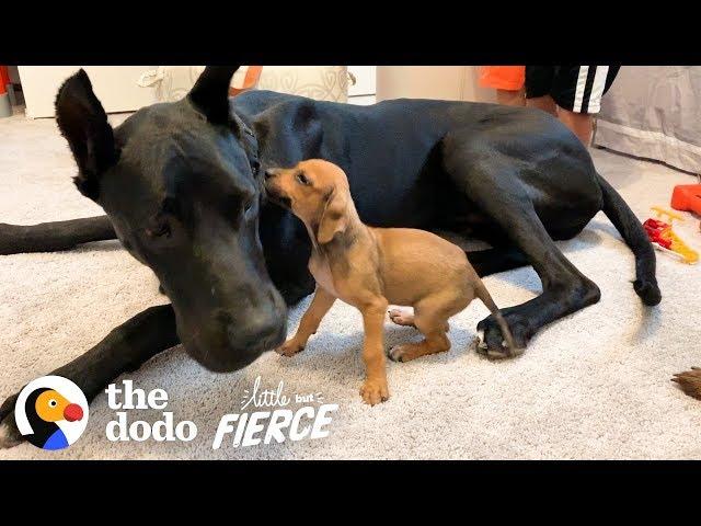 Tiny, Scared Puppy Falls In Love With A 120-Pound Great Dane | The Dodo Little But Fierce