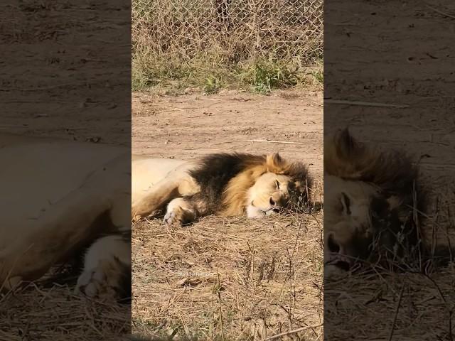 Sleeping Lion 