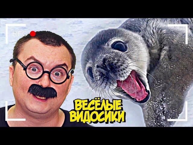 ВЕСЕЛЫЕ ВИДОСИКИ! 8 МИНУТ СМЕХА (6 выпуск)