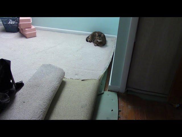 DIY Carpet Removal with Furniture in the Room: Jill vs Wall to Wall Carpet: My Bedroom Fix up Part 1