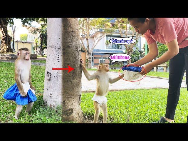 Monkey Lyly doesn't want to wear a skirt to climb trees comfortably in the park.