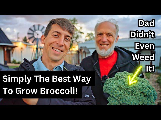 Harvesting a Monster Broccoli: No Weeding, Just Growing!