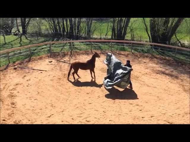 Bobby and Jupiter April 2015 Fun and Run