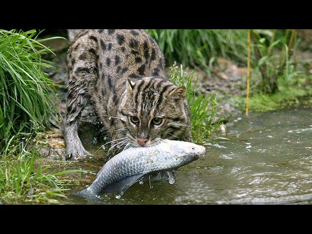 Fishing cat: he hunts even Underwater! The hidden master of fishing!