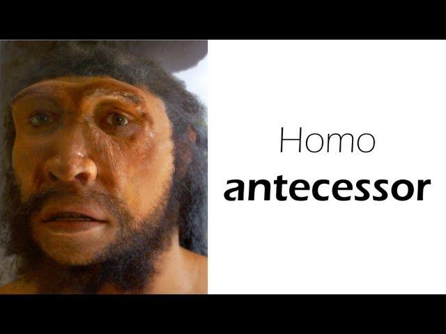 Homo antecessor - heidelbergensis