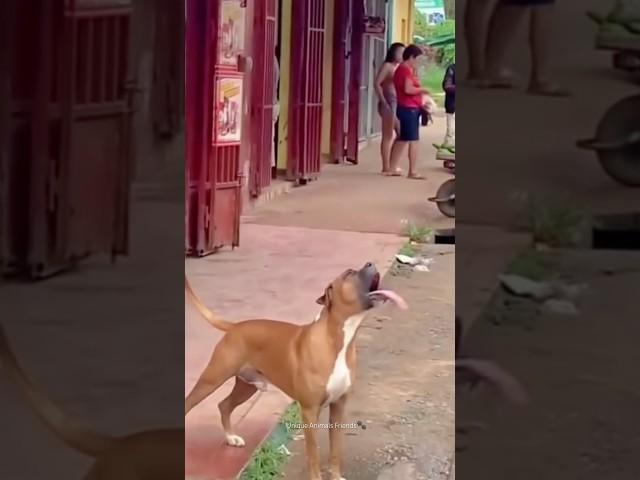 dogs and water #funny #pets #animals #dogs #water