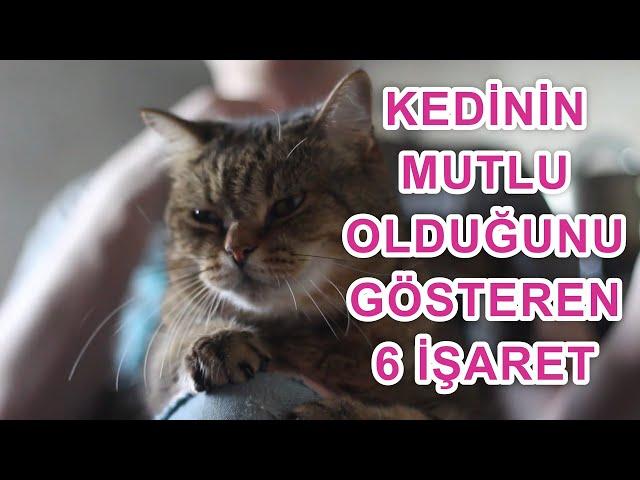 KEDİNİN MUTLU OLDUĞUNU GÖSTEREN 6 DAVRANIŞ