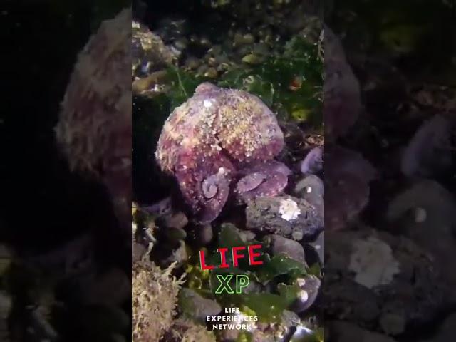 Octopus Walking In The Ocean - #Shorts #LifeXP Life Experiences Network