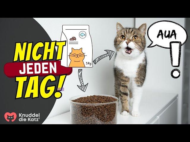 Was passiert wenn deine Katze täglich Trockenfutter frisst?