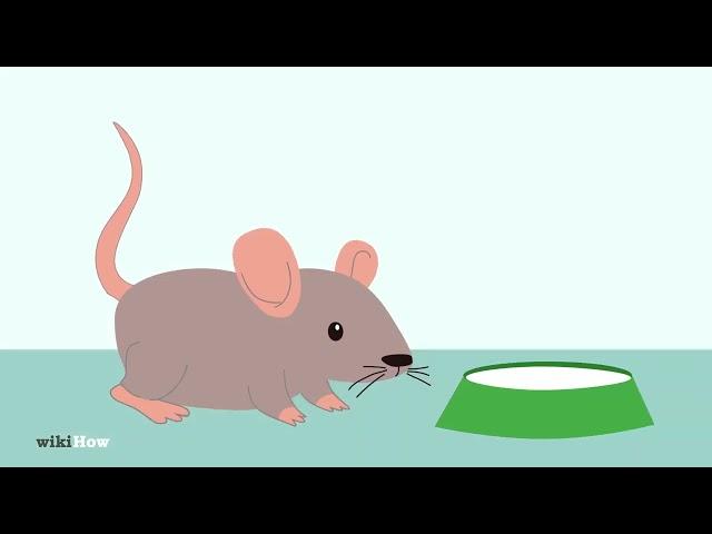 How to Care for a Baby Wild Mouse