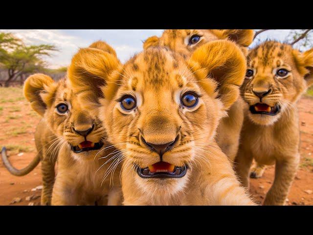 Lion Cubs 4K ~ Relaxing Music That Heals Stress, Anxiety, Depressive Conditions, Gentle Music